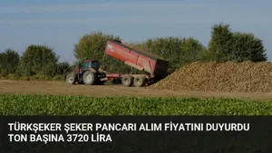Türkşeker Şeker Pancarı Alım Fiyatını Duyurdu Ton Başına 3720 Lira