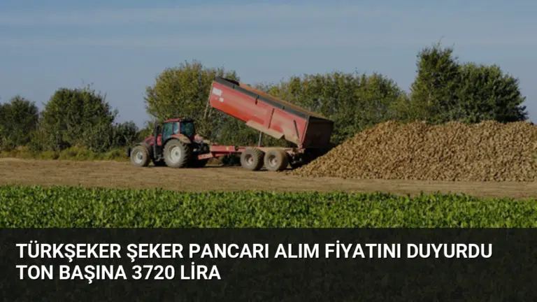 Türkşeker Şeker Pancarı Alım Fiyatını Duyurdu Ton Başına 3720 Lira