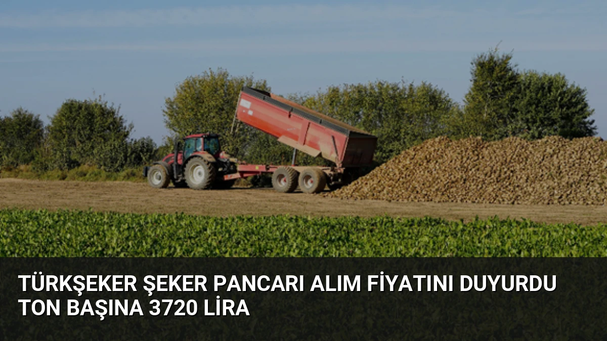 Türkşeker Şeker Pancarı Alım Fiyatını Duyurdu Ton Başına 3720 Lira